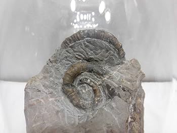 アンモナイト異常巻きリュウエラリユウ アンモナイト異常巻きリュウエラリユウ アンモナイト異常巻き